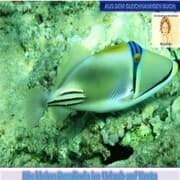 Cover von Die kleine Rosalinda im Urlaub auf Kreta