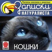 Cover von Koshki