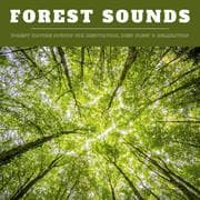 Cover von Forest Sounds: Forest Nature Sounds for Meditation, Deep Sleep & Relaxation (XXL Bundle)