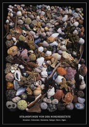 Cover von Strandfunde von der Nordseeküste - Poster