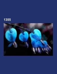 Cover von 1355