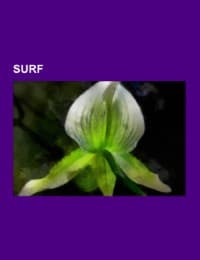 Cover von Surf