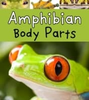 Cover von Amphibian Body Parts