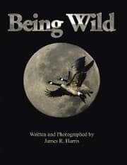 Cover von Being Wild