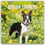 Cover von Boston Terriers - Boston Terrier 2025 - 16-Monatskalender