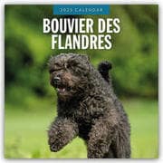 Cover von Bouvier des Flandres 2025 - 16-Monatskalender