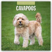 Cover von Cavapoos - Cavapoo 2025 - 16-Monatskalender