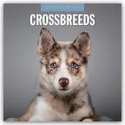 Cover von Crossbreeds - Hundemischlinge - Mischlingshunde 2025 - 16-Monatskalender