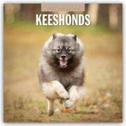 Cover von Keeshonds - Wolfsspitz 2025 - 16-Monatskalender