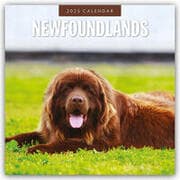 Cover von Newfoundlands - Neufundländer 2025 - 16-Monatskalender