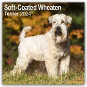 Cover von Soft-Coated Wheaten Terrier - Wheaten Terrier 2024 - 16-Monatskalender