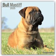 Cover von Bull Mastiff 2025 - 16-Monatskalender