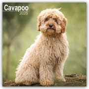 Cover von Cavapoo - Cavoodle 2025 - 16-Monatskalender