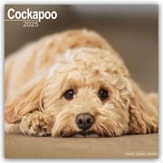 Cover von Cockapoo - Cockapoos 2025 - 16-Monatskalender