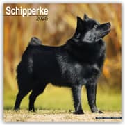 Cover von Schipperke 2025 - 16-Monatskalender