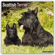 Cover von Scottish Terrier - Scottish Terrier 2025- 16-Monatskalender