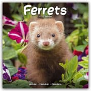 Cover von Ferrets - Frettchen 2025 - 16-Monatskalender