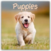 Cover von Puppies - Welpen 2025 16-Monatskalender