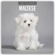 Cover von Maltese/Malteser 2027