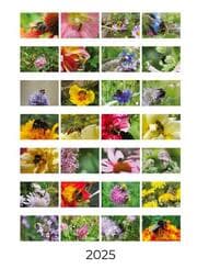 Cover von Bienen und Hummeln