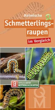 Cover von Heimische Schmetterlingsraupen im Vergleich