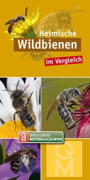 Cover von Heimische Wildbienen