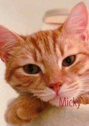 Cover von Micky
