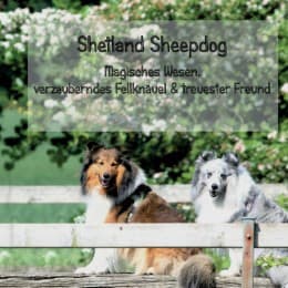Cover von Shetland Sheepdog - Magisches Wesen, bezauberndes Fellknäuel und treuster Freund