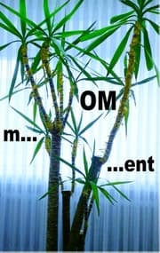 Cover von m...OM...ent