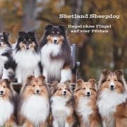 Cover von Shetland Sheepdog