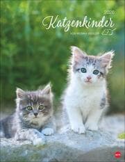 Cover von Katzenkinder Posterkalender 2026