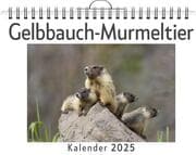 Cover von Gelbbauch-Murmeltier