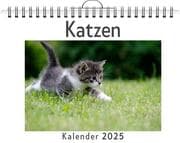 Cover von Katzen - (Wandkalender 2025, Kalender DIN A4 quer, Monatskalender im Querformat mit Kalendarium, das perfekte Geschenk)