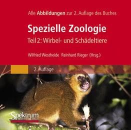 Cover von Spezielle Zoologie 2