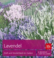 Cover von Lavendel