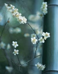 Cover von Blankbook Zen Blossoms