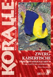 Cover von Zwergkaiserfische im Meerwasseraquarium