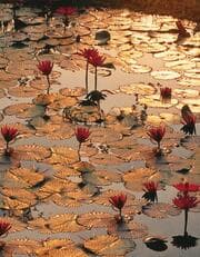 Cover von Blankbook Lotus Pond