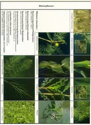 Cover von Bestimmungsschlüssel stehende Gewässer