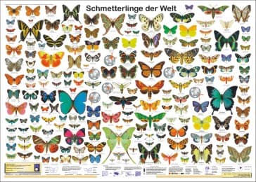 Cover von Schmetterlinge der Welt