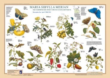 Cover von Maria Sibylla Merian: Metamorphosis Insectorum Surinamensium