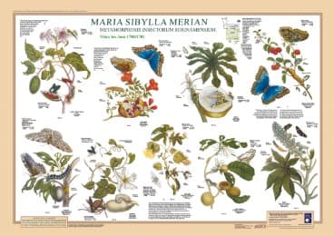 Cover von Maria Sibylla Merian: Metamorphosis Insectorum Surinamensium