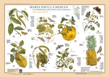 Cover von Maria Sibylla Merian: Metamorphosis Insectorum Surinamensium