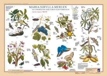 Cover von Maria Sibylla Merian: Metamorphosis Insectorum Surinamensium