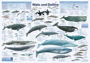 Cover von Wale und Delfine