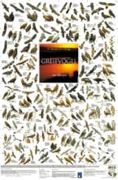Cover von Greifvögel aus Europa