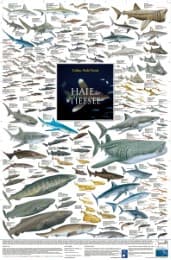 Cover von Haie der Tiefsee
