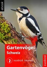 Cover von Gartenvögel der Schweiz - Vögel Erkennen, Bestimmen und Schützen