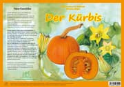 Cover von Natur-Kamishibai / Der Kürbis - Natur-Kamishibai