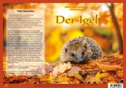 Cover von Der Igel - Natur-Kamishibai